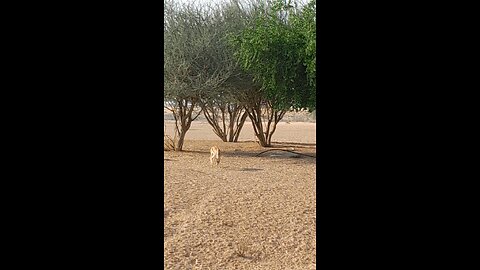 The Sharjah Desert Park