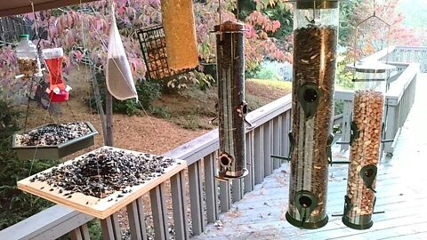 Live Oct 22 2021 Bird Feeder in Asheville NC. In the mountains