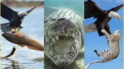 Feathered Fury: 20 Fearless Birds Launch Daring Attacks on Large Animals | Animal Vised