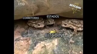 Sapos tentando comer uma lagarta urticante (Bitcoin)!!