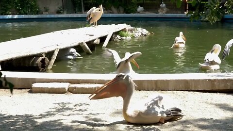 Lots of pelicans at the zoo. Some are resting and some are swiming in the water becouse it is hot o