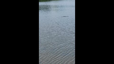 Snake In Blalock Fishing 🎣