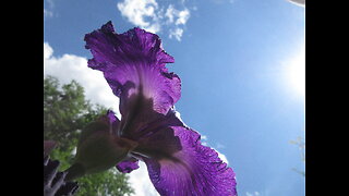 Beautiful Purple Purple Iris June 2022