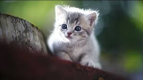 Cute Cats Videos>>>Happy Cats Videos4K Videos Beauti Cats Videos