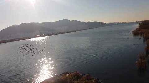 A view of the Nakdong River and migratory birds from the bridge.