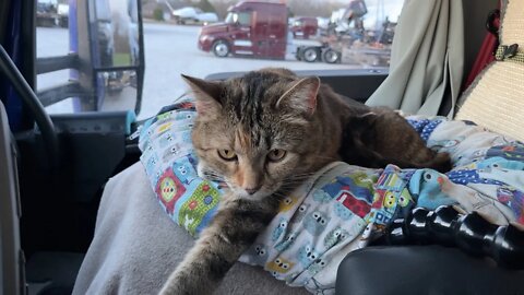 It started out as a wet dreary day in Iowa, it just made Milo cat sleepy.