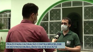 Prazo para vacinação contra Brucelose de bovinos e bubalinos vai até dia 31/12