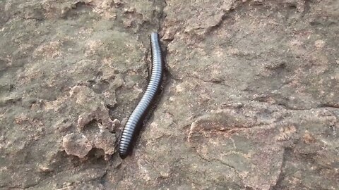 Giant African centipede on a rock at the Sindou peaks in Burkina Faso