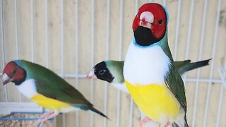 AVES PARA CRIAR EM VIVEIRO ( AVES EXÓTICAS BICO RETO)