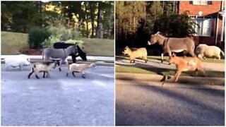 Animais da fazenda invadem bairro nos Estados Unidos