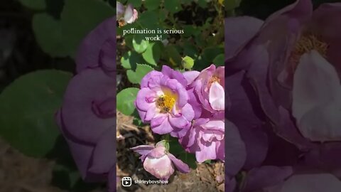 Busy Honeybees Love Roses! Shirley Bovshow (#short)