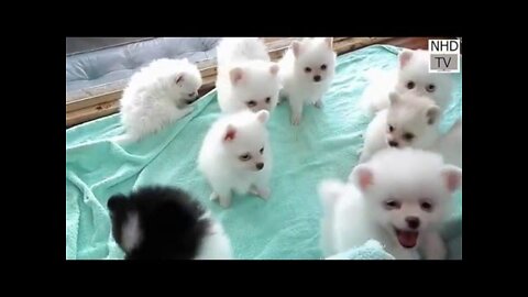 Cute dogs🥰 cute dogs in world😍 Cute dogs clips 2022