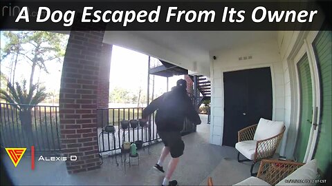 A Dog Escaped From Its Owner Caught on Ring Camera | Doorbell Camera Video