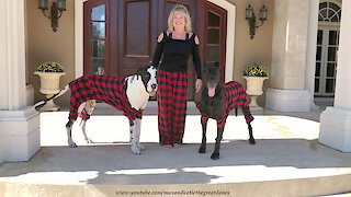 Great Danes wear pajamas for Christmas card photo