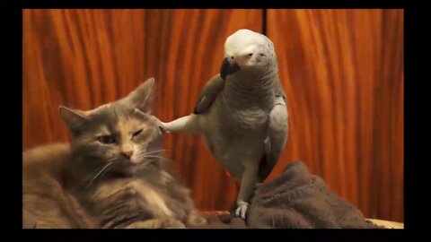 Parrot annoys cat