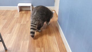 What sound does a pet raccoon make when it's hungry?