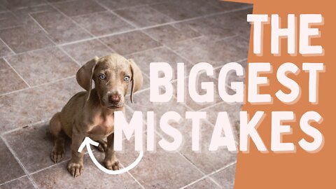 The Biggest Mistakes You Can Make Training Your Dog