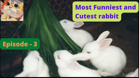 Most Funniest and Cutest rabbit, Episode - 3