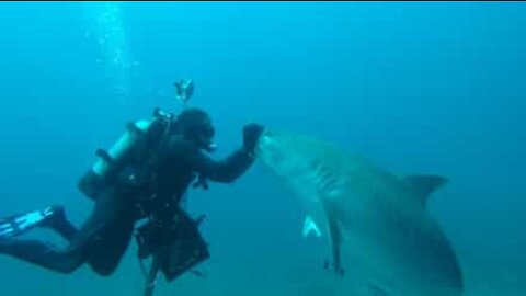 Mergulhador hipnotiza tubarão-tigre fêmea grávida