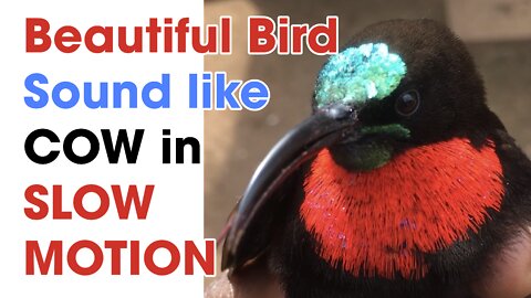 Beautiful Bird Sounds like COW In Slow Motion