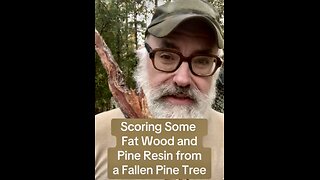 Scoring Some Fatwood and Pine Sap From a Fallen Tree