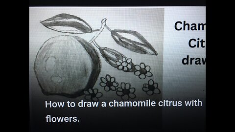 How to draw a chamomile citrus with flower.