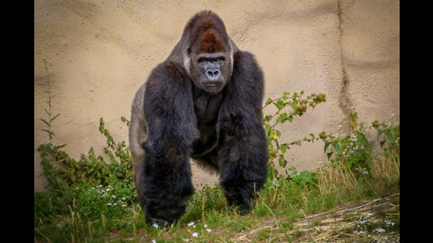 GORILLA * | Animals For Kids | All Things Animal TV