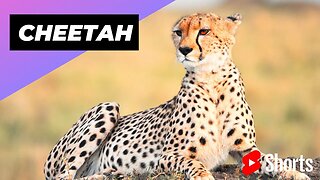 Cheetah 🐆 On Of The Worst Animal Mothers In The World #shorts