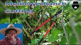 Mulberry Branch Cutting - 29May2022