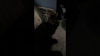 Life of Trigger the Kitty: Silly videos of a crazy alien cat 7
