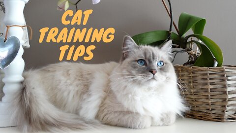 Basic Cat Training Tips