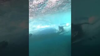 WHAT A SURFER LOOKS LIKE FROM THE FISHES POV