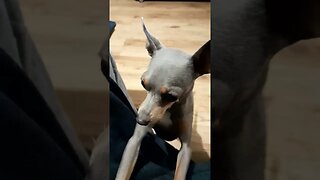 RARE Blue and Tan miniature pinscher dog