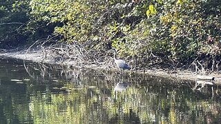 Great Blue Heron at Centre Island