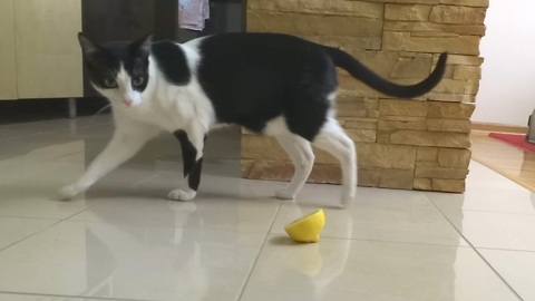 Baffled Cat Confuses Lemon For Droppings, Tries To Bury It Away