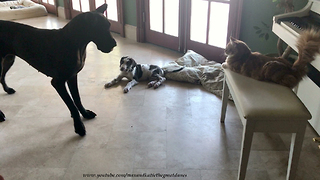 Alpha Cat Teases Great Dane and Puppy