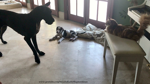 Alpha Cat Teases Great Dane and Puppy
