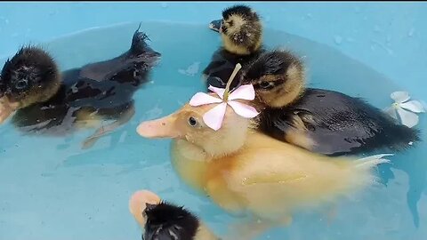 Cute Little Ducks 😍