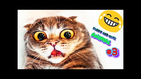 Best Funny Cats ✔️ Dogs ✔️ animals ✔️ birds ✔️ very cute pets