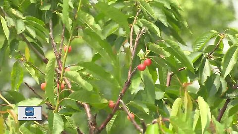 Cherry Harvest Behind Schedule