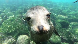 Baby sea lions are the happiest creatures in the ocean