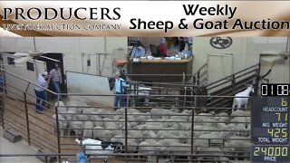 11/15/2022 - Producers Livestock Auction Company Sheep & Goat Auction