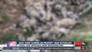 Dozens of dead sheep illegally dumped on McFarlan property