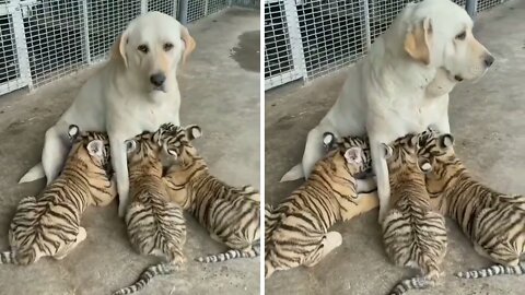 Akbash bitch breastfeeding the tiger cubs