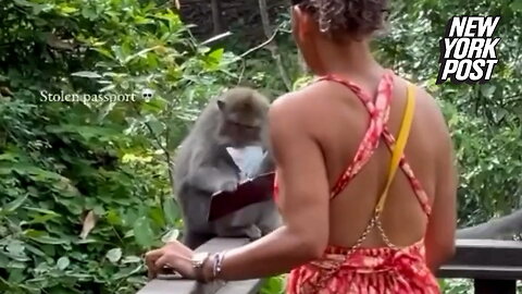 Feisty monkey snatches tourist's passport in Bali