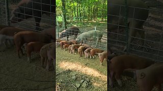 Piglets Love Their Food @UncleTimsFarm #kärnəvór #carnivore #shorts #hereford #freerangepigs