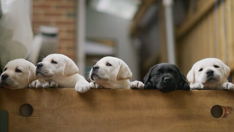 Puppies, Labrador, Black, White #puppies