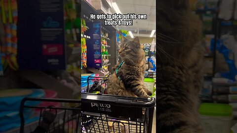 Noodle Goes To PetCo! | A Kitty Cats Adventure! #cats#funny#adventure#cute