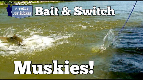 Bait & Switch Muskies