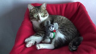 Sweet Little Cat Loves His Plush Toy